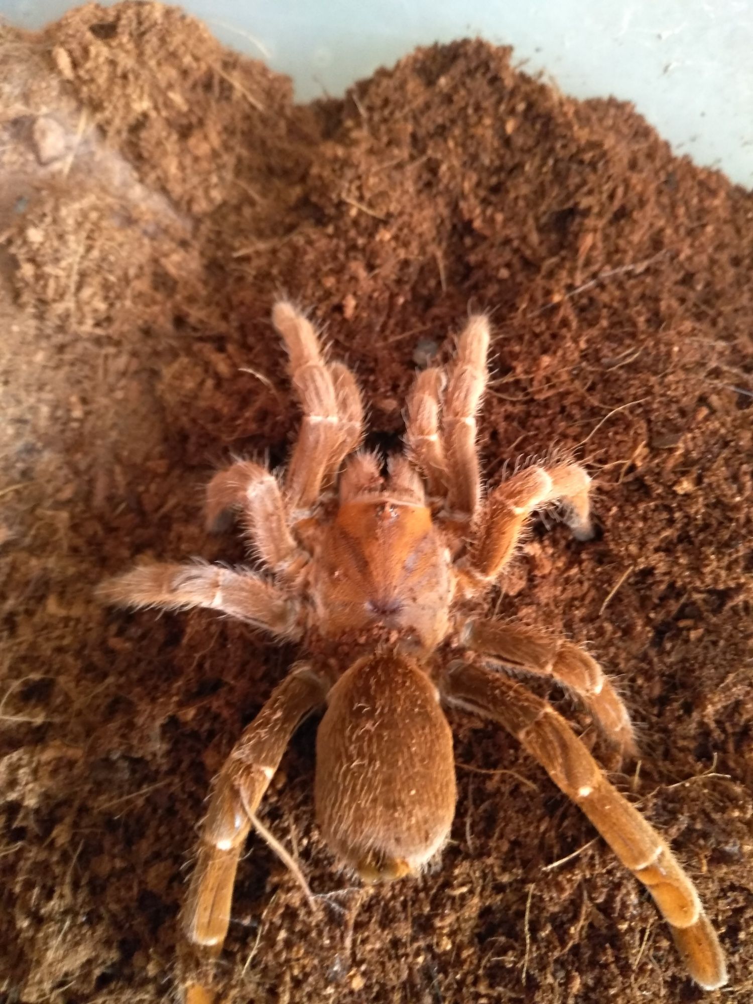 Pelinobius muticus female L10