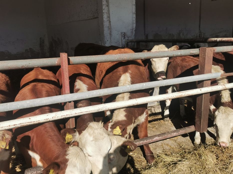 Byczki odsadki mięsne