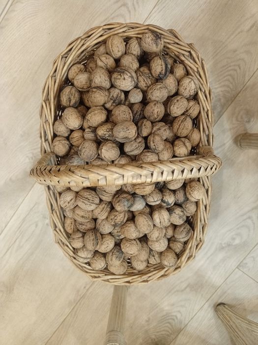 Orzechy włoskie 2025