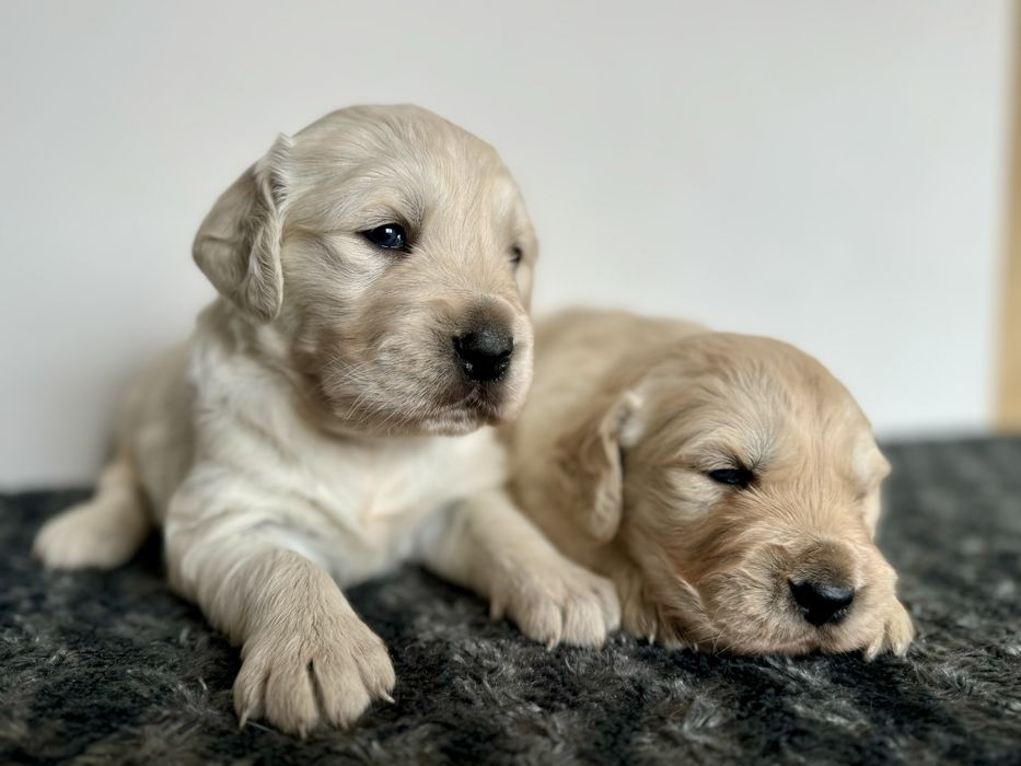 Golden Retriever piesek