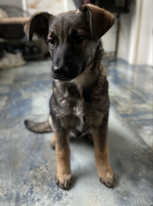 Цуценя дівчинка 4 місяці