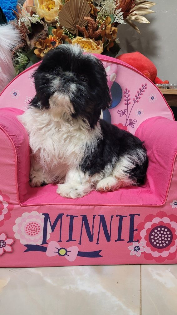 Shih tzu śliczny piesek z wyprawką
