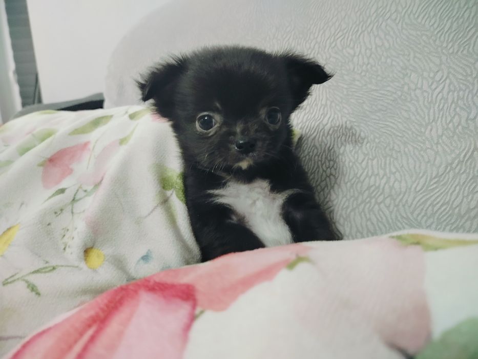 Chihuahua pieski