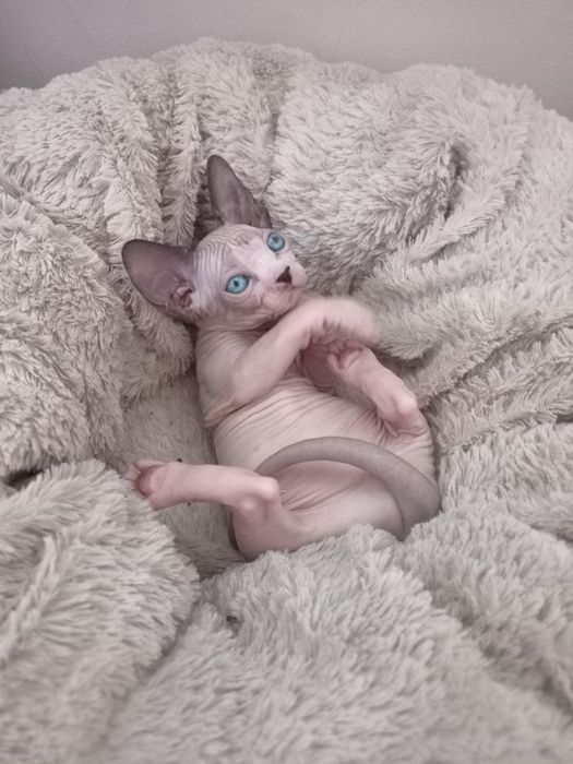 Канадский  сфинкс.