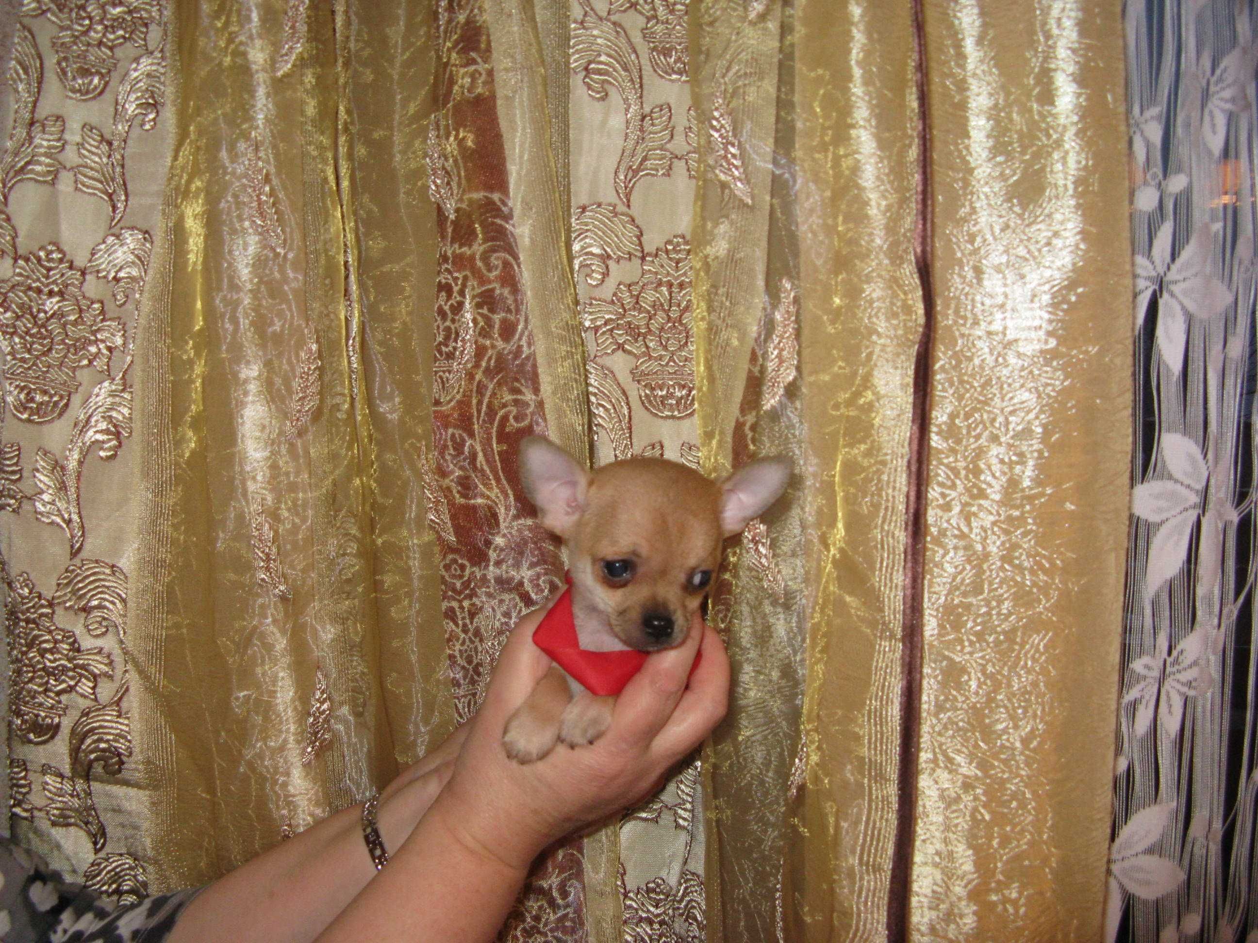 Chihuahua śliczna wyjątkowa mini biszkoptowa sunia