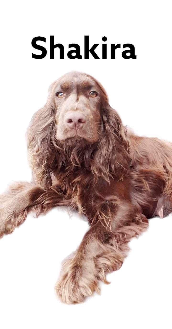 Cocker Spaniel Angielski czekoladowa suczka