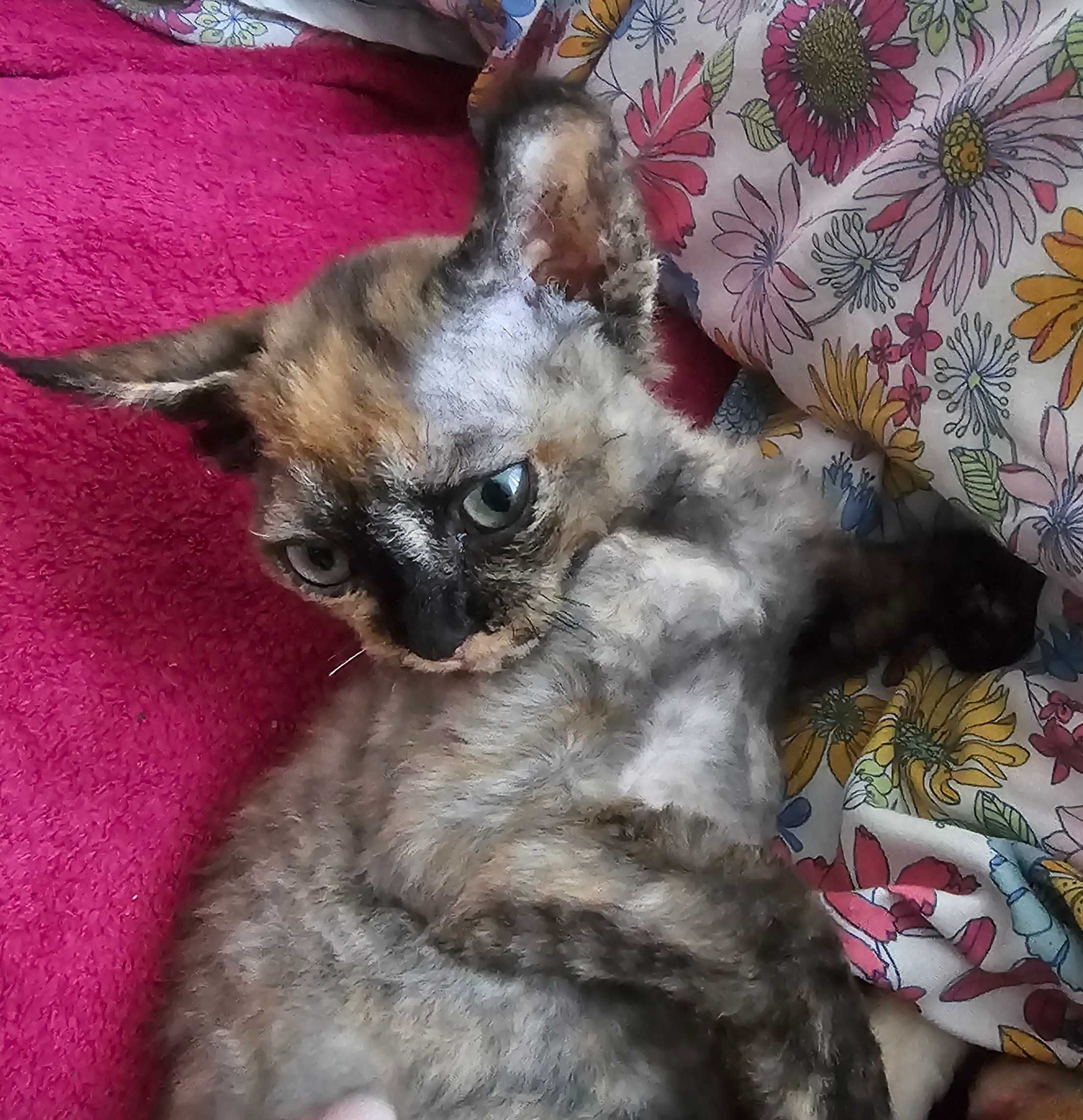 Koteczka Devon Rex FPL