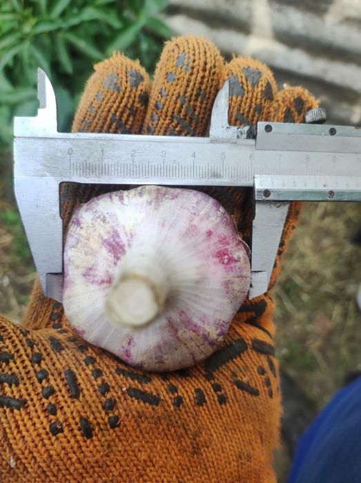 Продам посадковий часник,  зимовий Рокамболь