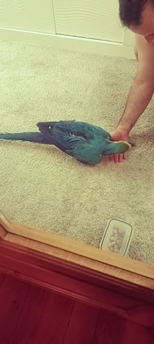 Vendo Arara Ararauna