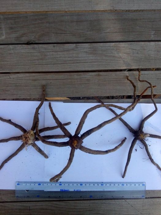 Эремурус Бунге (желтый)  и Ольги (розовый)