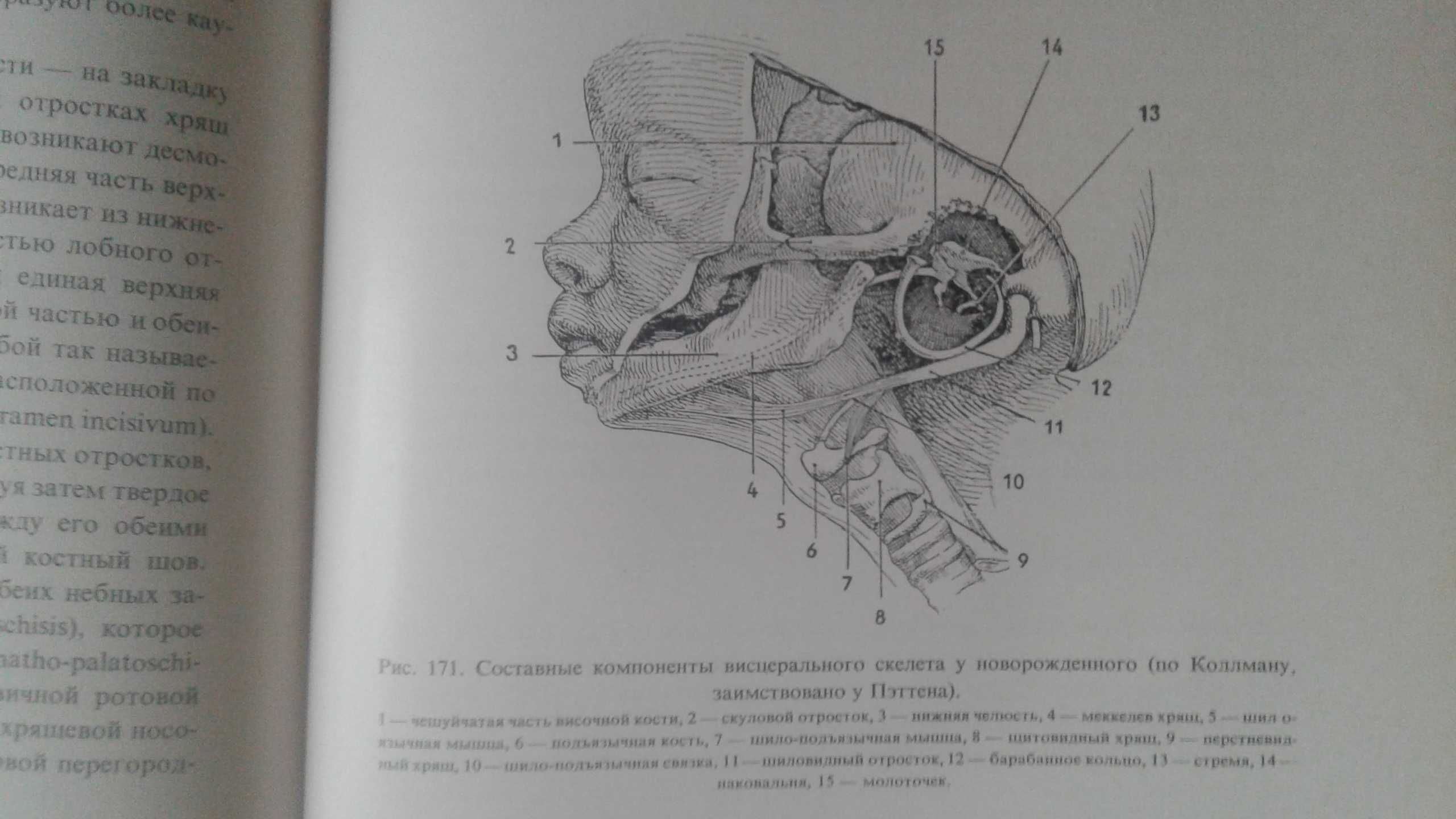 Эмбриология человека