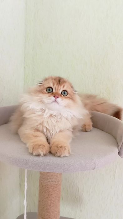 Шикарнейший вислоухий котик золотая шиншилла