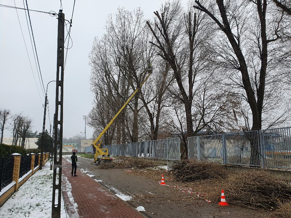 Wycinanie i przycinanie drzew Wołomin i okolice