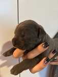 Niebieski szczeniak Cane Corso szczeniaczek mocni rodzice z rodowodem