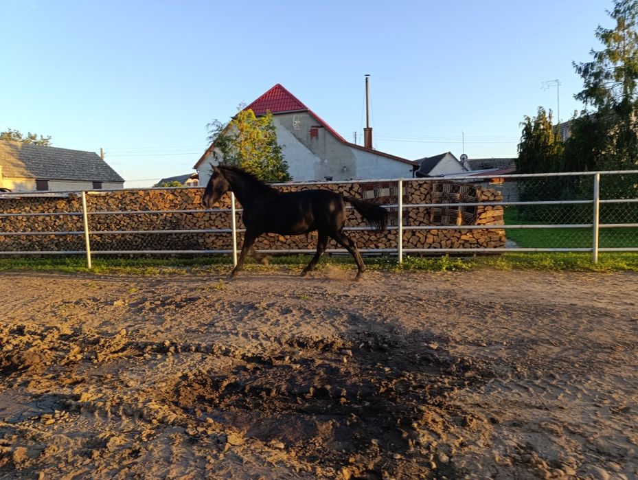 Ogier rasa Śląska