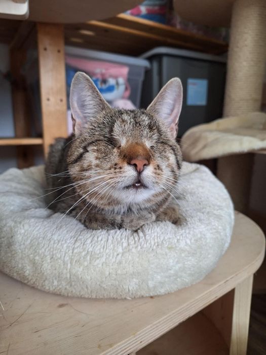 Niewidoma Olimpia szuka domu