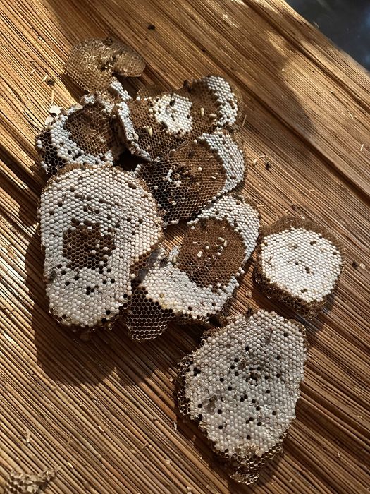 Opryski na KOMARY i KLESZCZE Likwidacja gniazd OS i SZERSZENI OZON