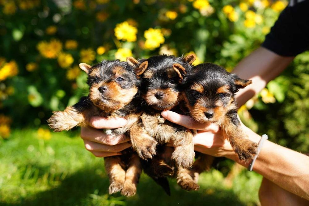 Любознательные йорки