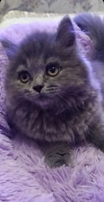 Нежная кошечка Хайленд