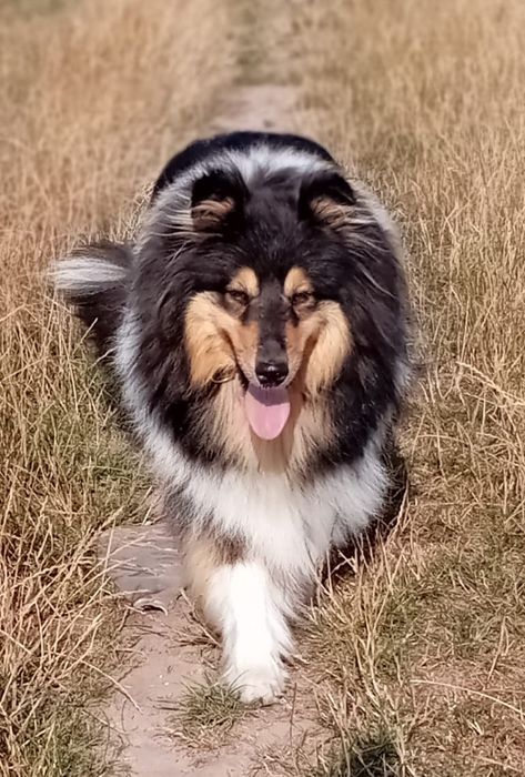Owczarek szkocki collie