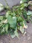 Hosta funkia duża sadzonka