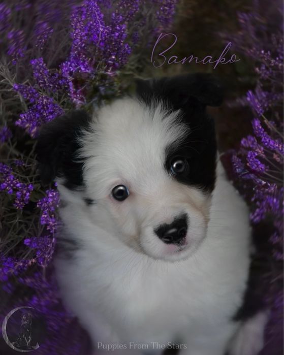 Bamako urocza suczka Border Collie Black&White – gotowa do odbioru!