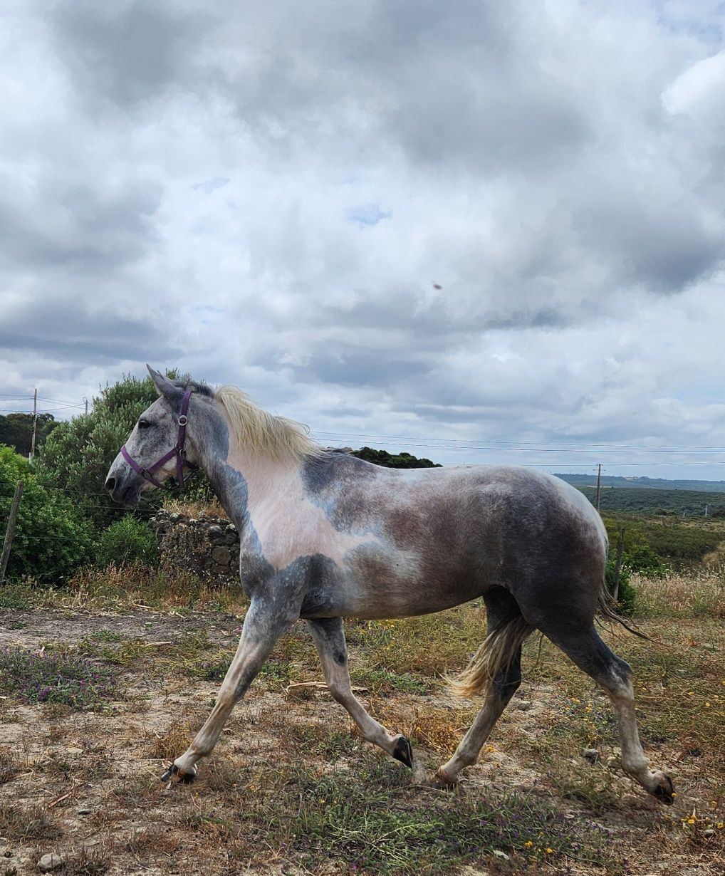 Égua malhada tricolor com 5 anos