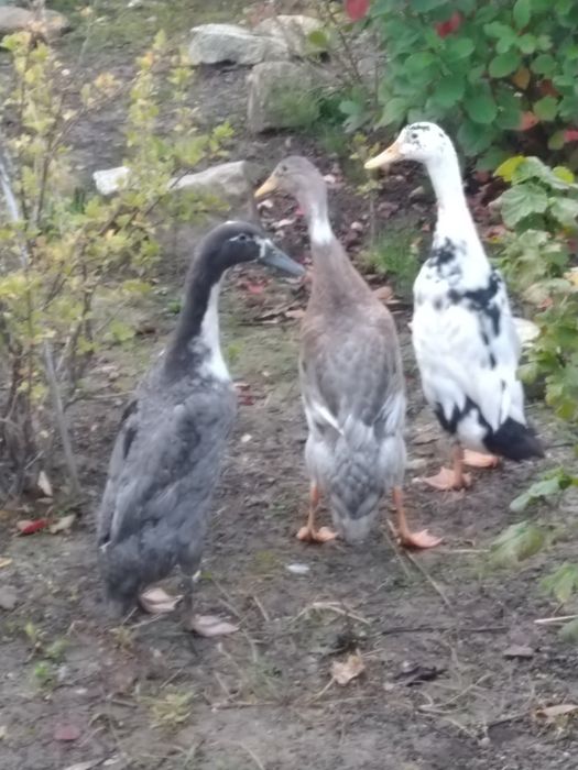 Kaczki biegusy biegus