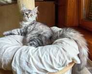 Kotka Maine Coon srebrzysta szylkretka FPL/FIFe gotowa do odbioru
