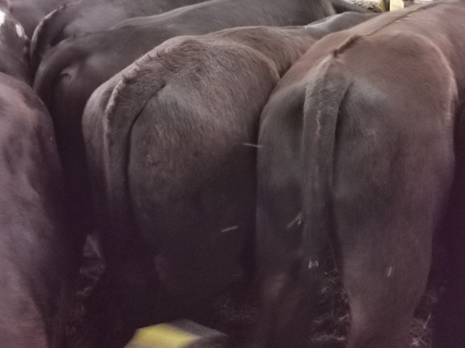 Byczki odsadki mięsne od importera