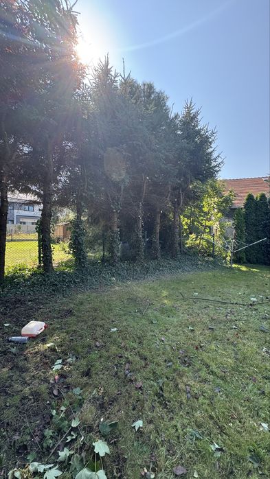 Wycinka Drzew Czyszczenie Działek