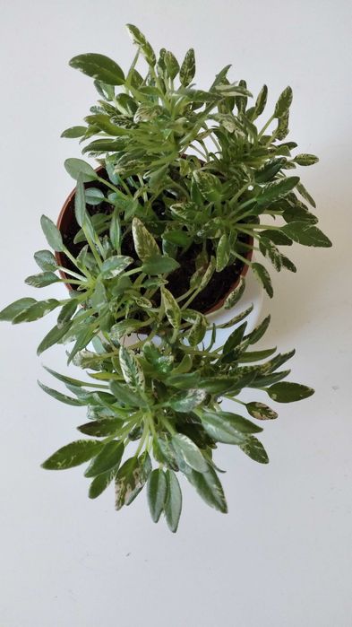 Фиалки "Шотландский Вереск" и "Динозавр" цена за одну шт.