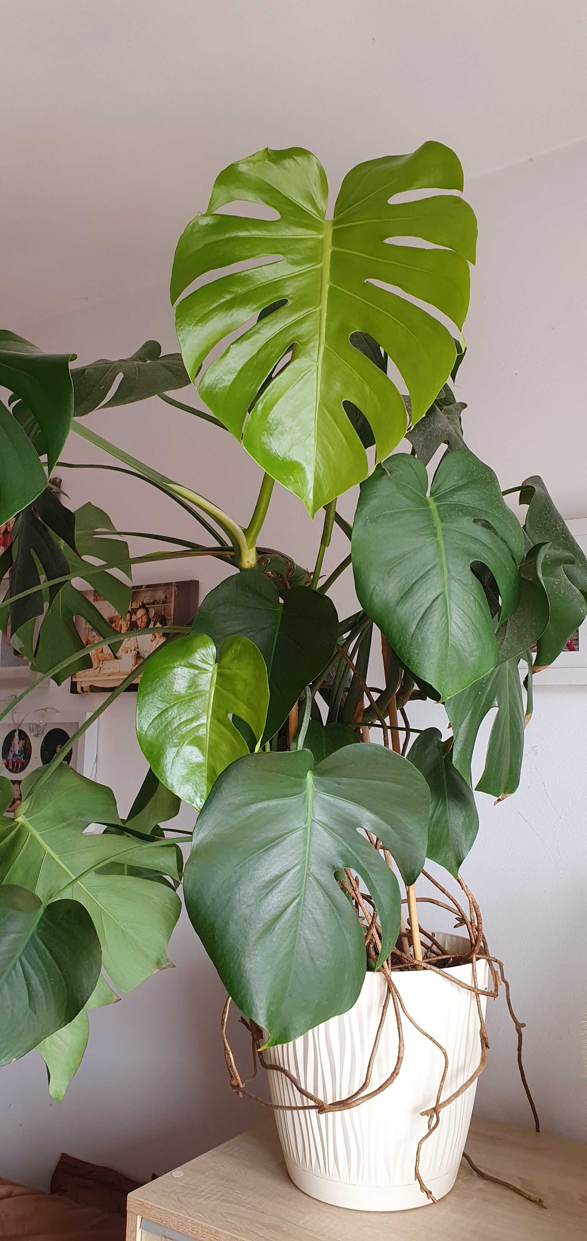 Monstera Deliciosa