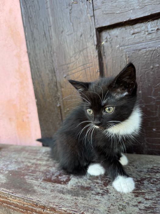 Кошеня, дівчинка, 1,5 місяців, віддамо в добрі руки