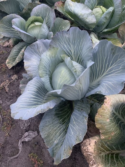 Продам   капусту