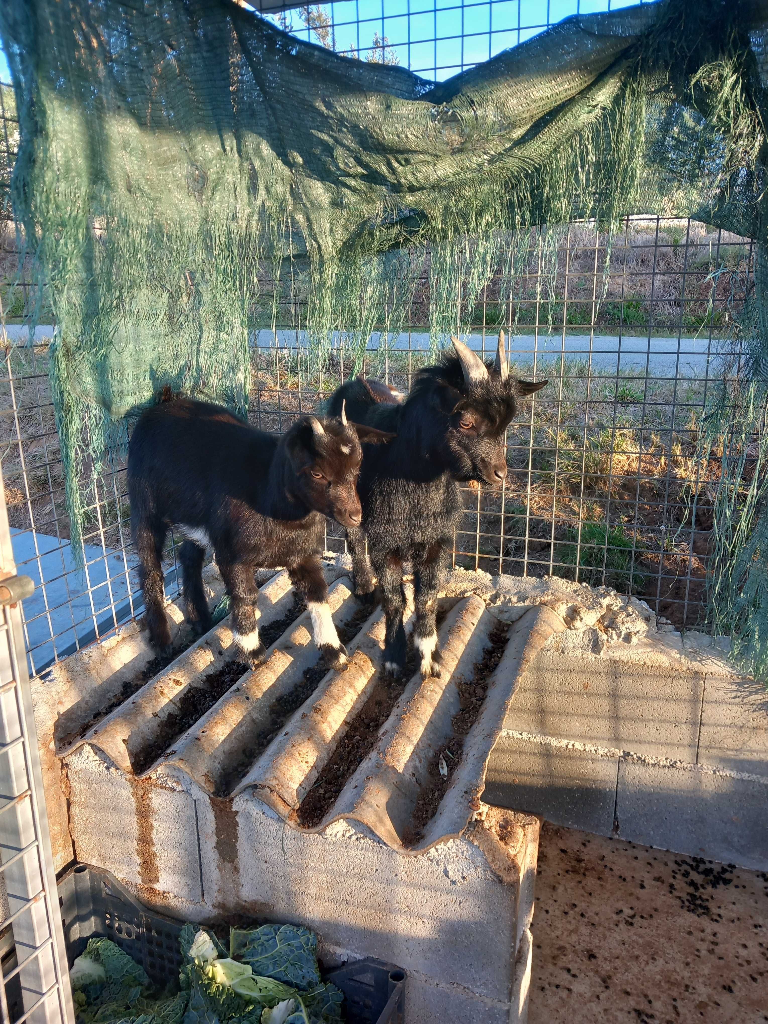Cabras anãs com 6 meses