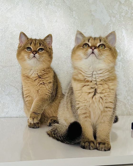 Британська золота шиншилла