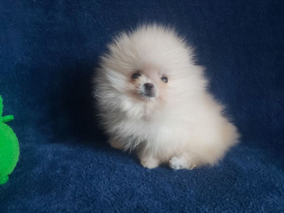 Бомбезні міні шпіцулі