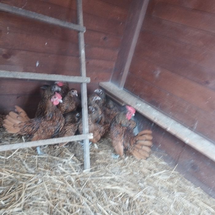 Selebrytki kurki ozdobne