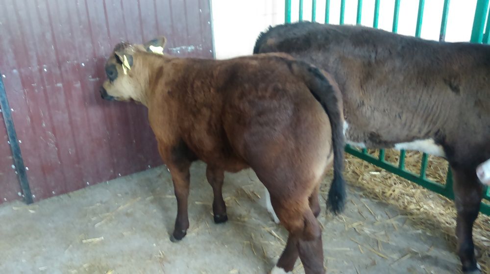 Byczki MM NCB HF 50-100kg Krajowe Co tydzień dostawa cielęta cielaki
