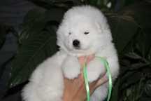 Samoyed szczeniak ZKwP FCI  Suczka