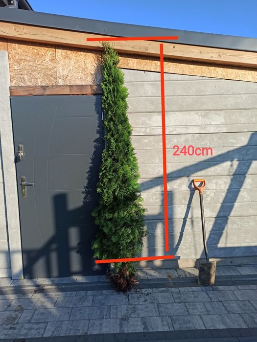 Tuja szmaragd 150-200cm
