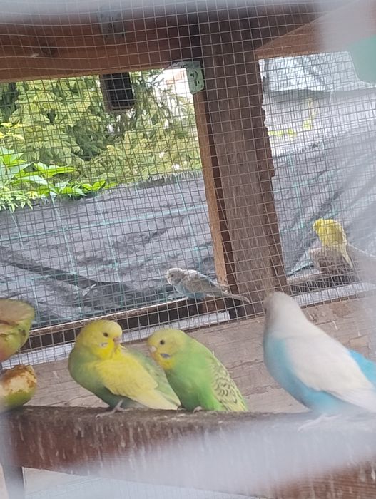 Sprzedam papugi faliste