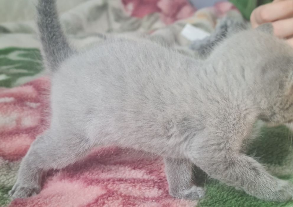 Kocurek rosyjski niebieski