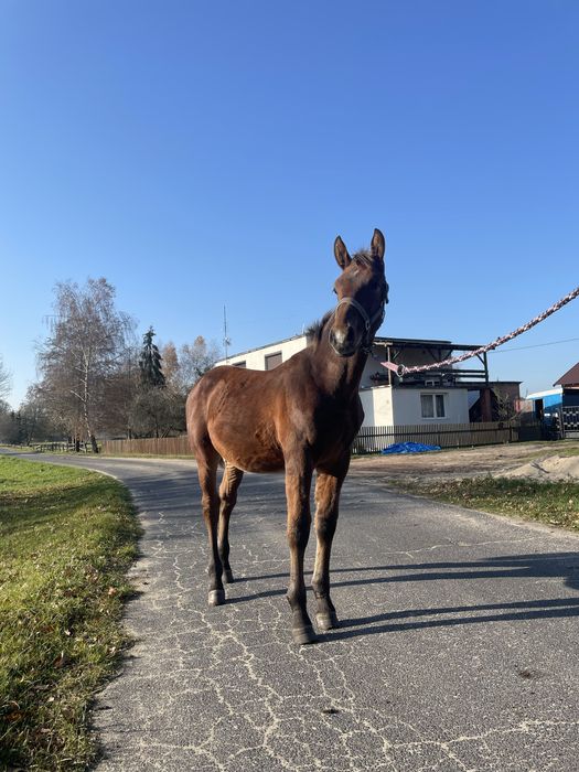 Ogierek Śląski 6 miesięcy niezwykły spokój