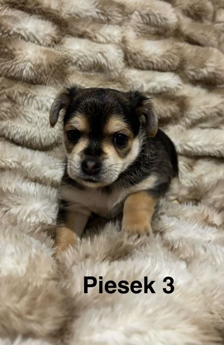 Prześliczne szczeniaki szukają kochajacego domu