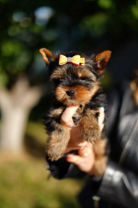 Сонячний йорк, що дарує світло!