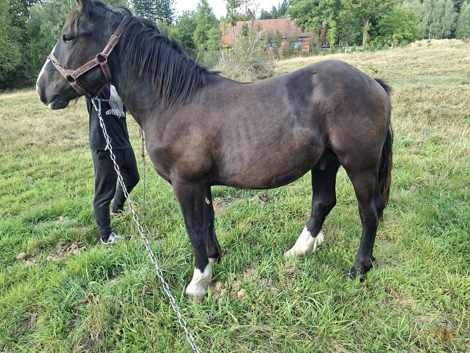 Sprzedam ogierka zimnokrwistego