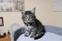 Gatinho Bosque da Noruega