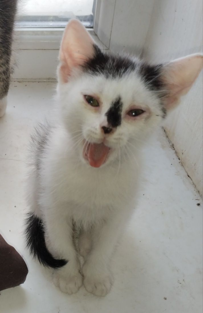 Файні котики! Безкоштовно!